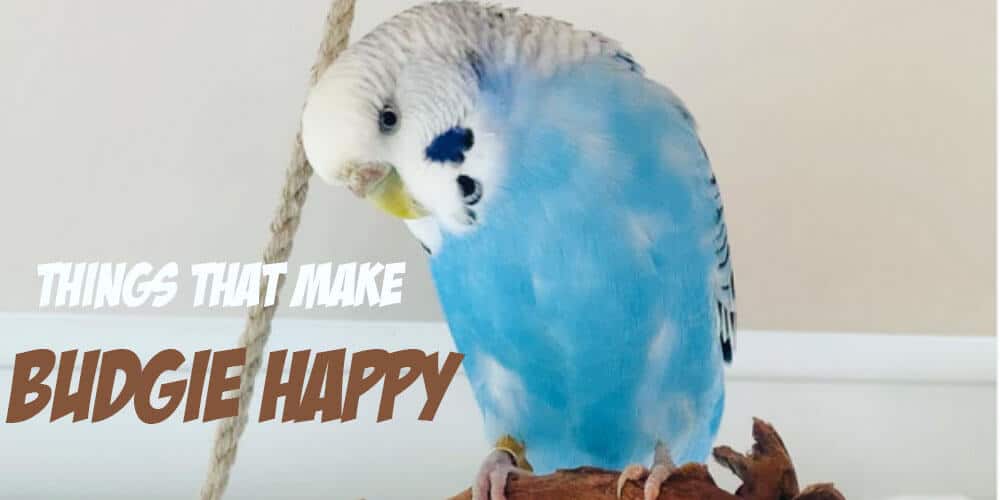 10 Things that make Budgie Happy