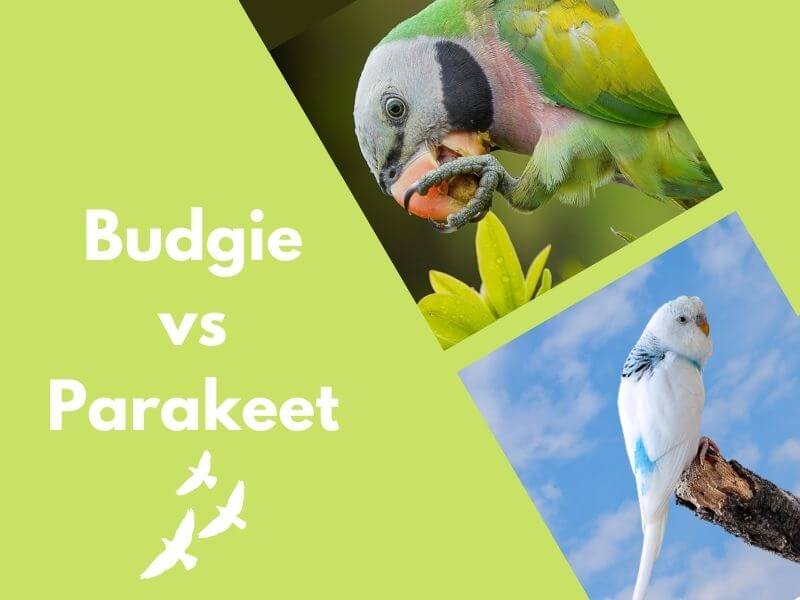 Budgie Vs Parakeet