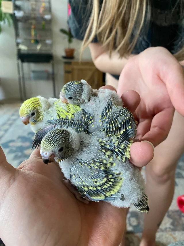 Budgie babys feather duster budgie behavior