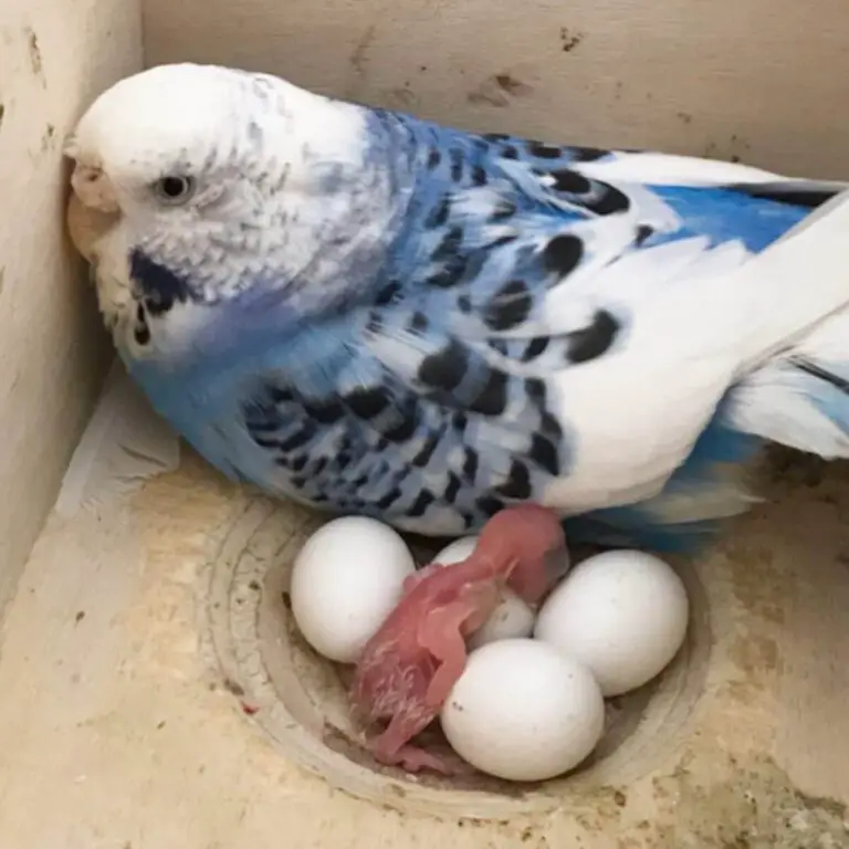 Why My Parakeet Laying Eggs on Bottom of Cage?