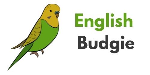 English Budgie Logo