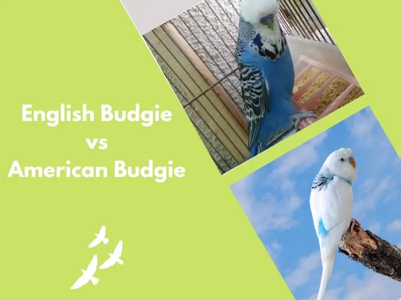 English Budgie vs American Budgie