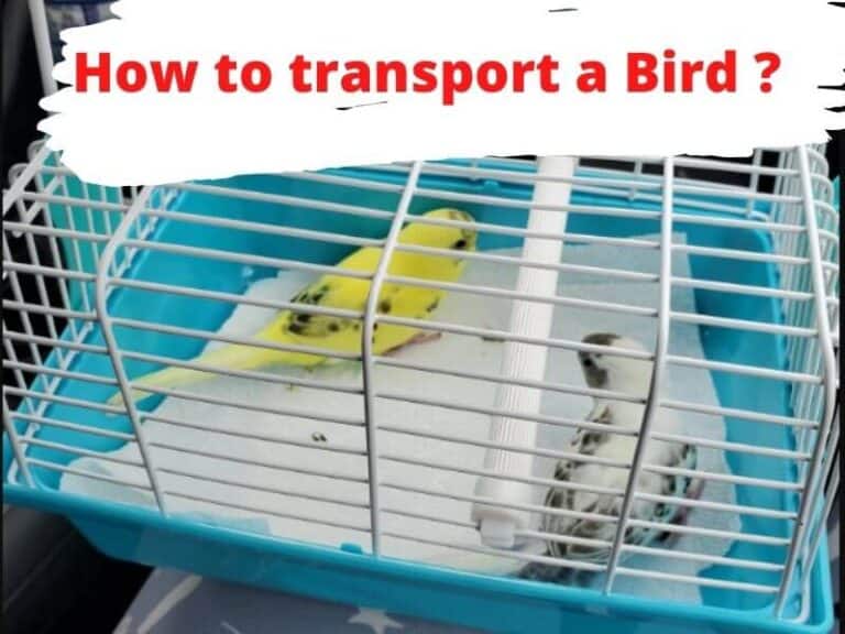 How to transport Budgie