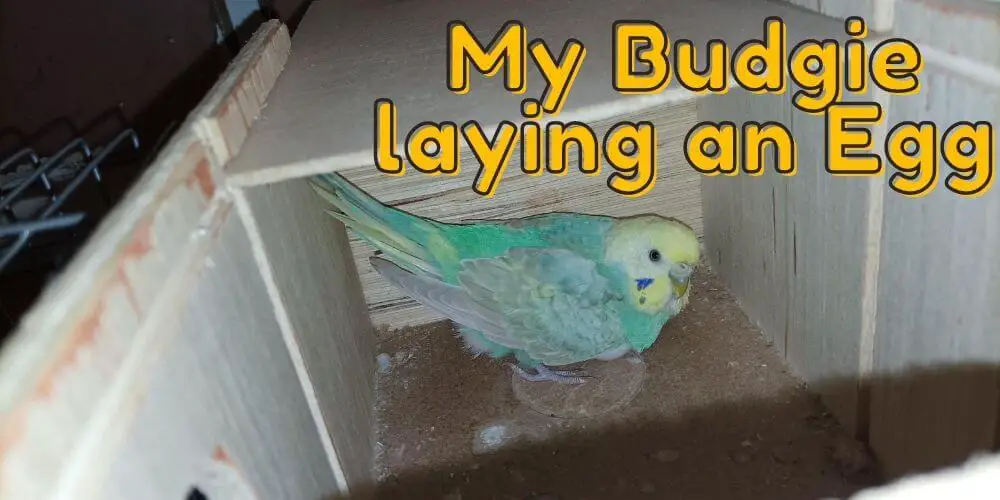 How often do Budgies lay Eggs? [ Budgie Eggs Guide ]