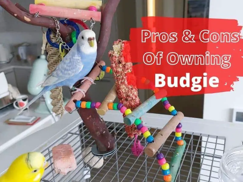 Budgies as pets | Pros & Cons of having Budgie