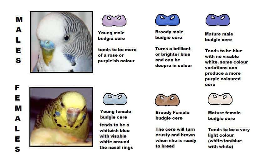 Male Female Budgie Cere Chart | Budgie Gender