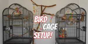 how to set up a budgie cage bird cage setup (1)
