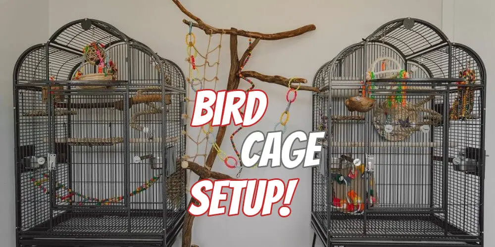 how to set up a budgie cage bird cage setup (1)