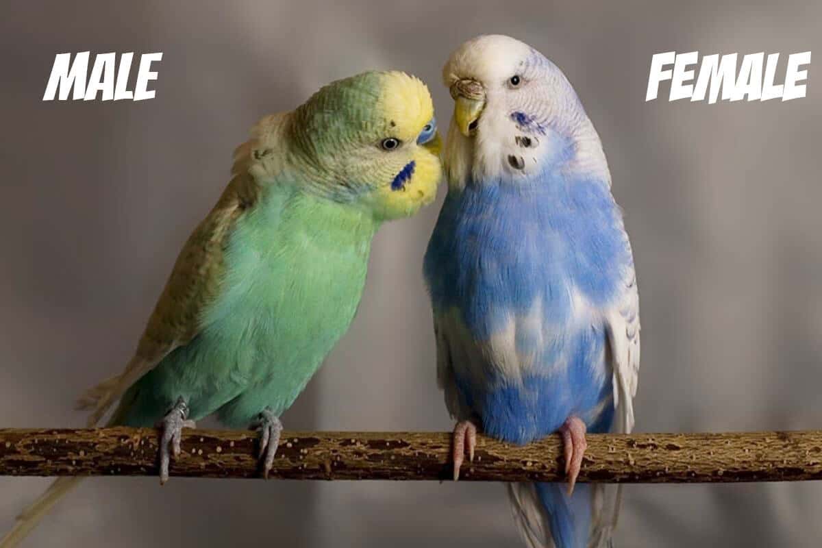 male and female budgie