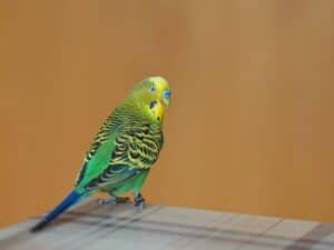 whats a Budgie | Best Bird Names