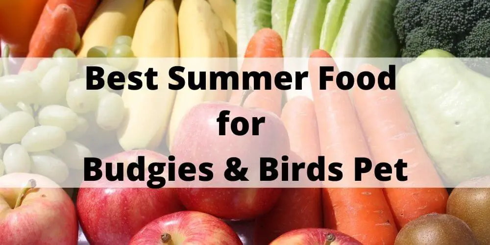 BEST FOOD FOR BUDGIE in summerS & Birds Pet
