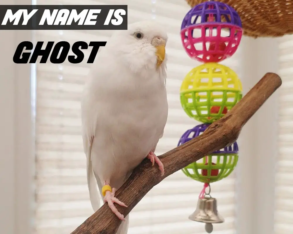 290 Best Bird Names for Budgies, Cockatiels, Parrots…