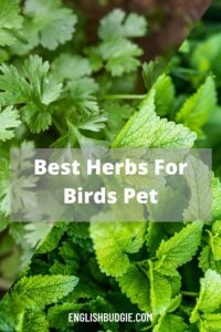 Best Herbs For Birds Pet Can Budgies eat cilantro
