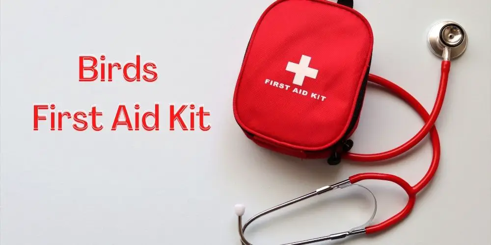 How to prepare a Bird First Aid Kit to care for injured Bird