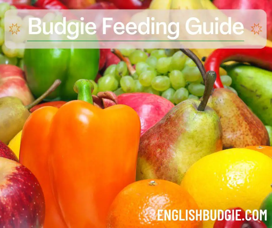 Budgie Feeding Guide On 2024 / Budgie diet Chart