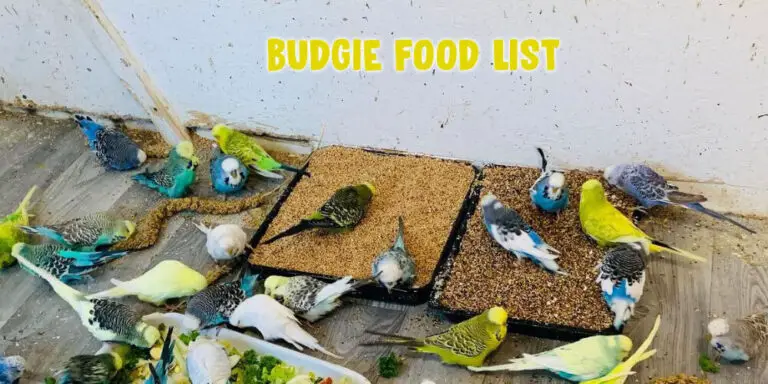 Budgie Food List
