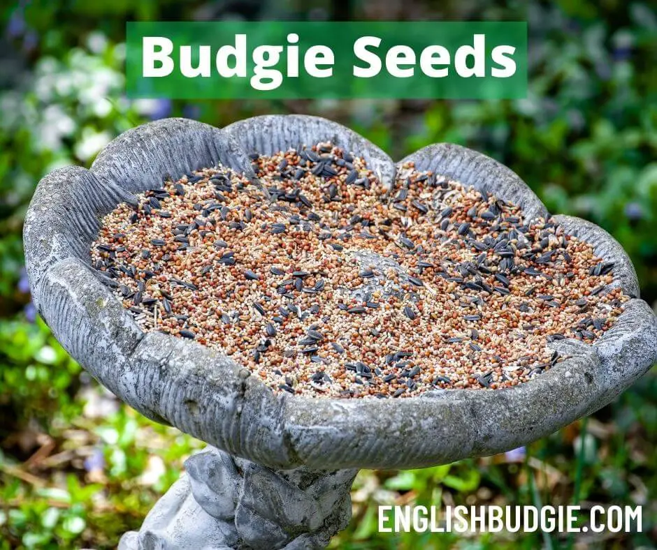 Budgie Seeds