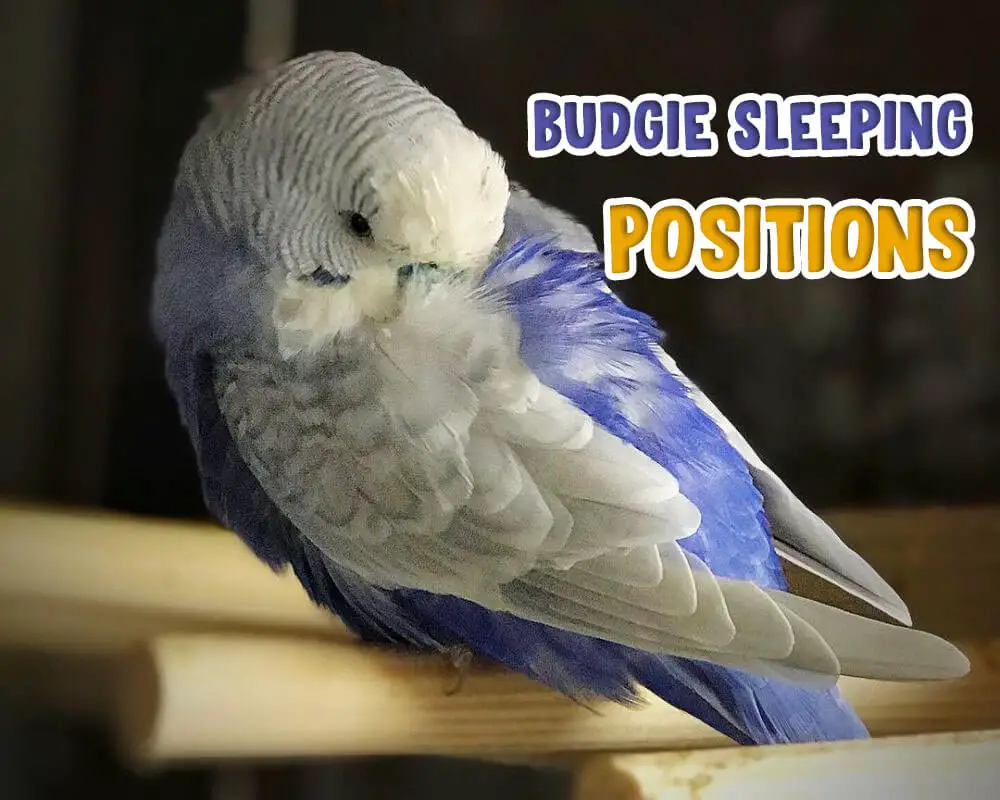 Budgie Sleeping Positions