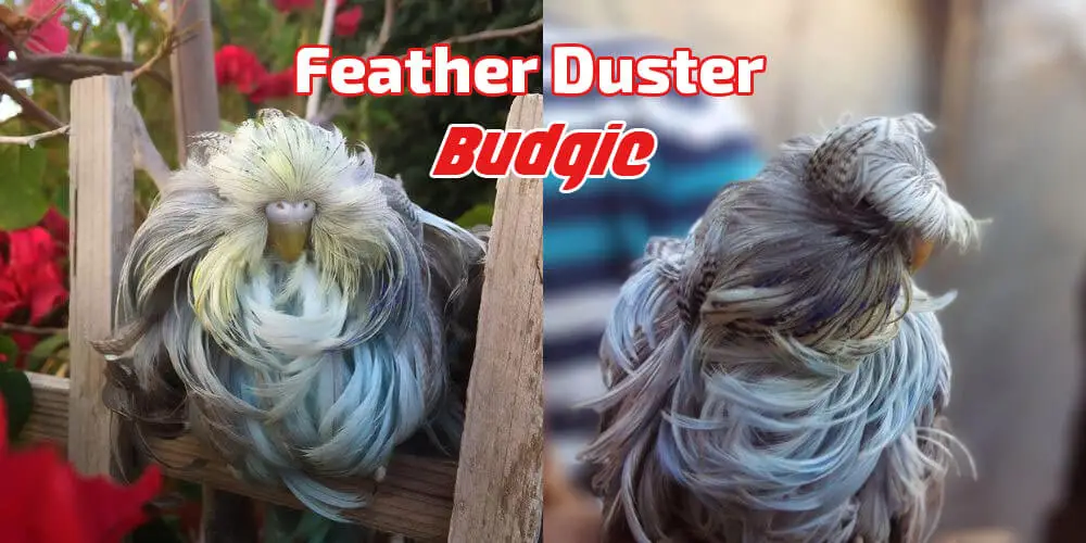 Feather Duster Budgie Thumbnail