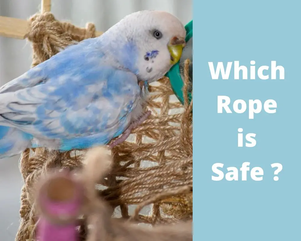 What kind of rope is safe for birds?