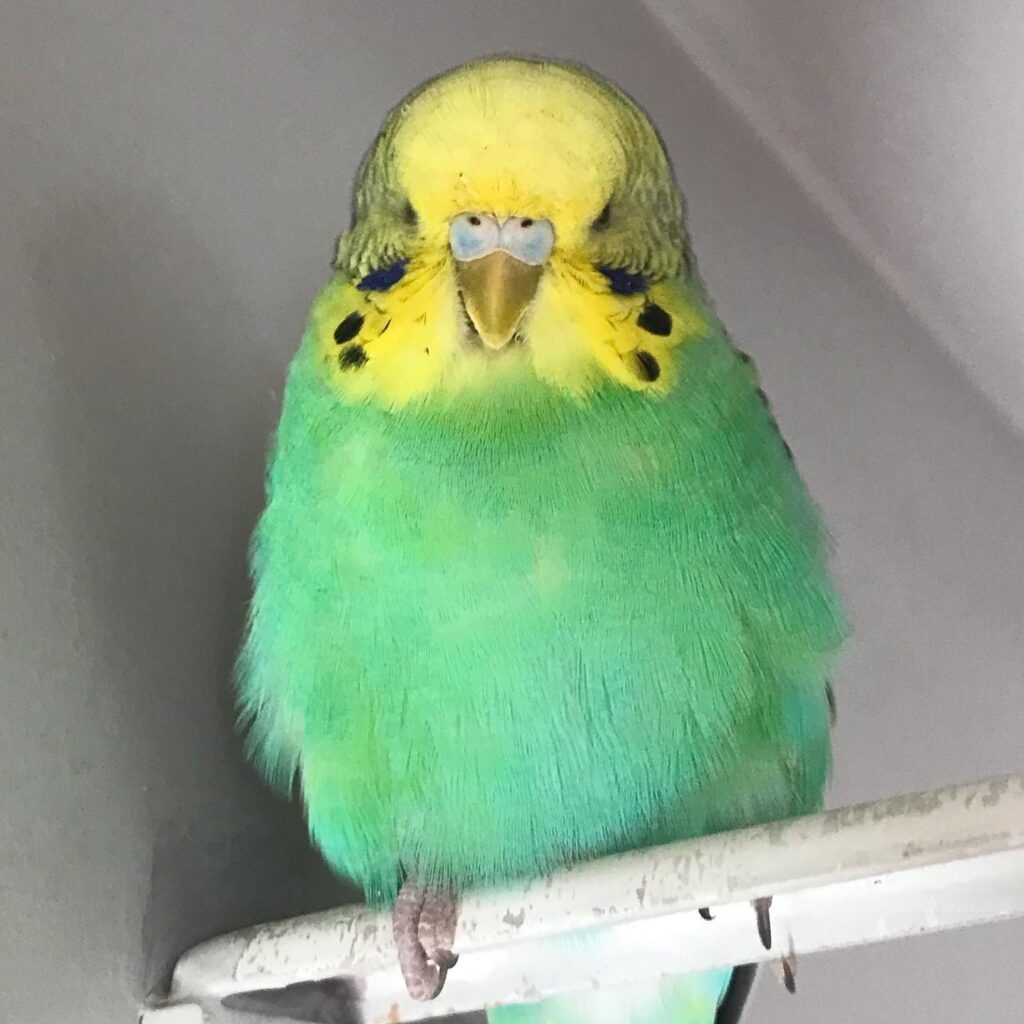 Budgie sleep