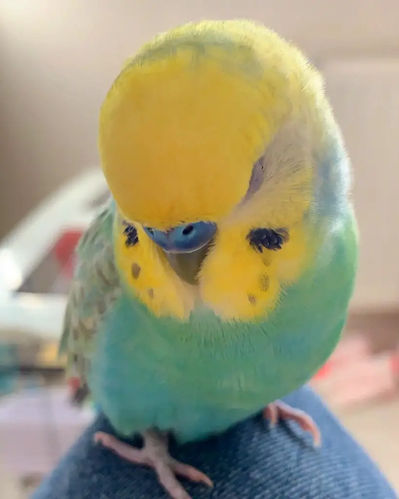 Budgie sleep