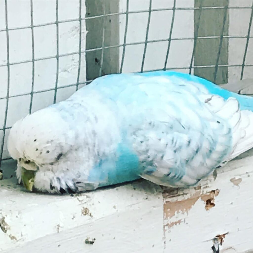 Budgie sleep