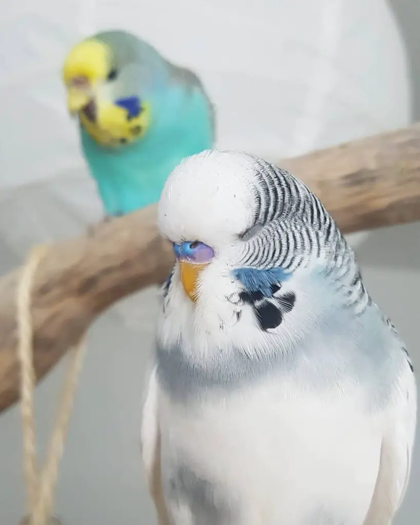 Budgie sleep