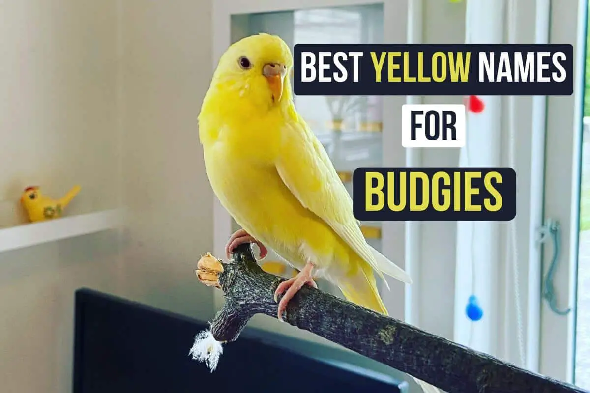 Yellow parakeets names