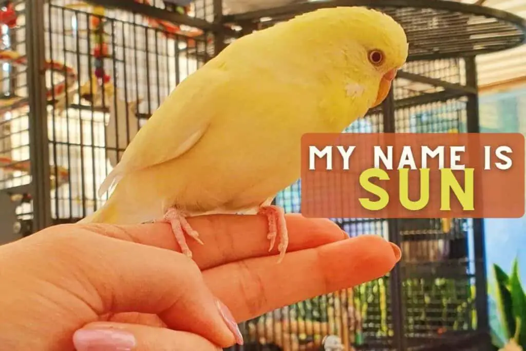 Yellow parakeets names