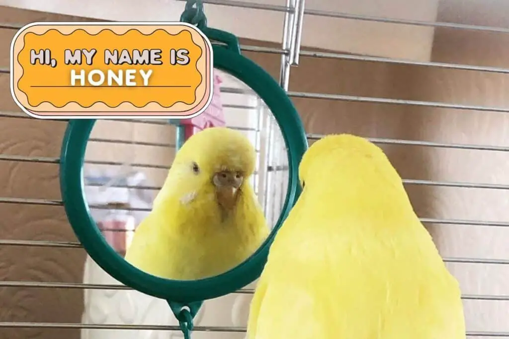 Yellow parakeets names