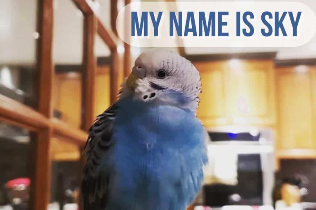 Blue Parakeet Names