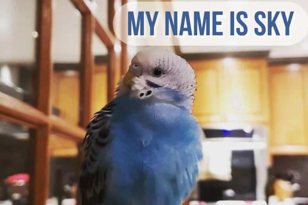 Blue Parakeet Names: +100 Cute and Funny Bird Names