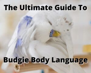 Budgie Body Language
