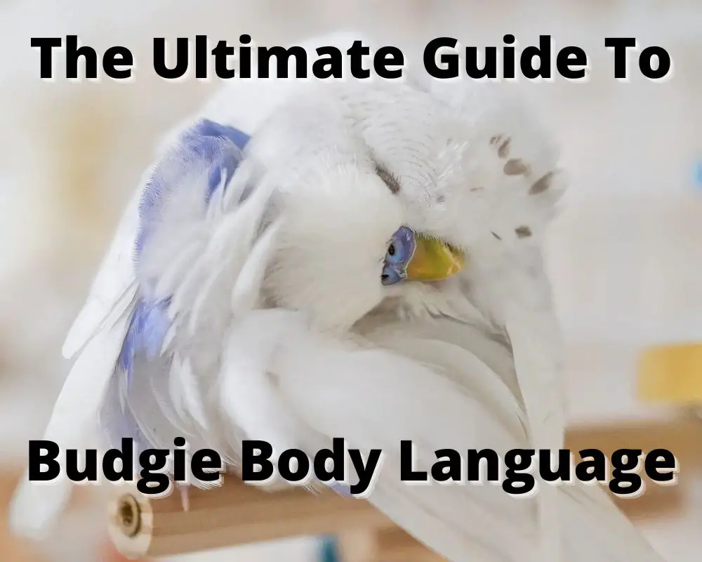 The Ultimate Guide to Budgie Body Language | English Budgie