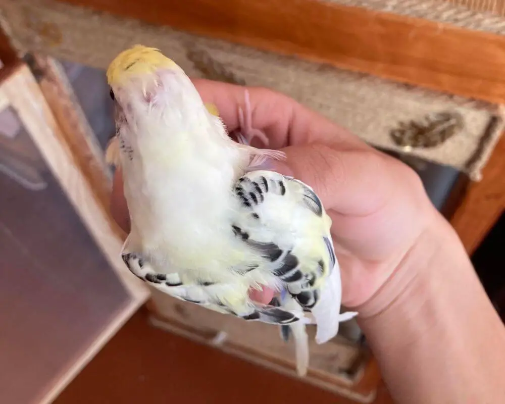 Budgies Molting