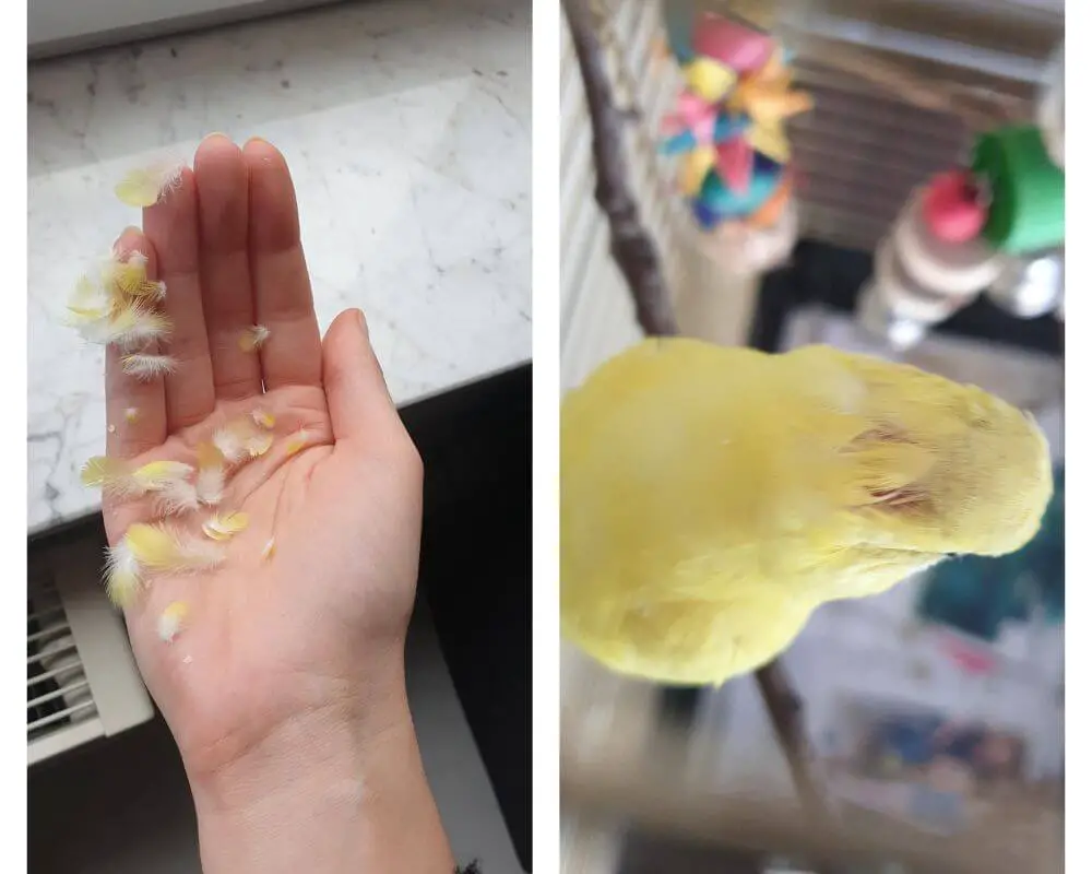 When Do Budgies Molting Their Feathers?