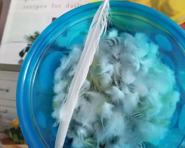 Budgie Molting