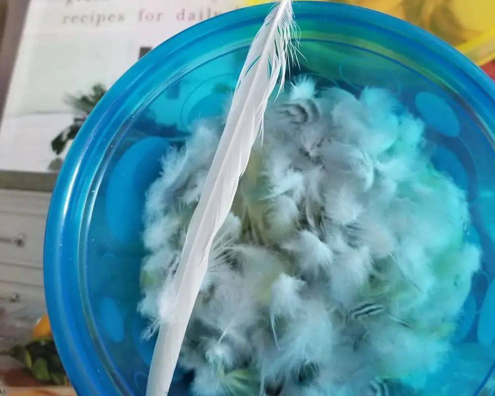 Budgie Molting 4