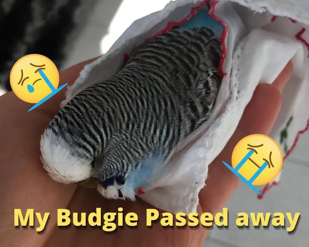 A Dead Budgie Sudden Death: What Could Cause This?