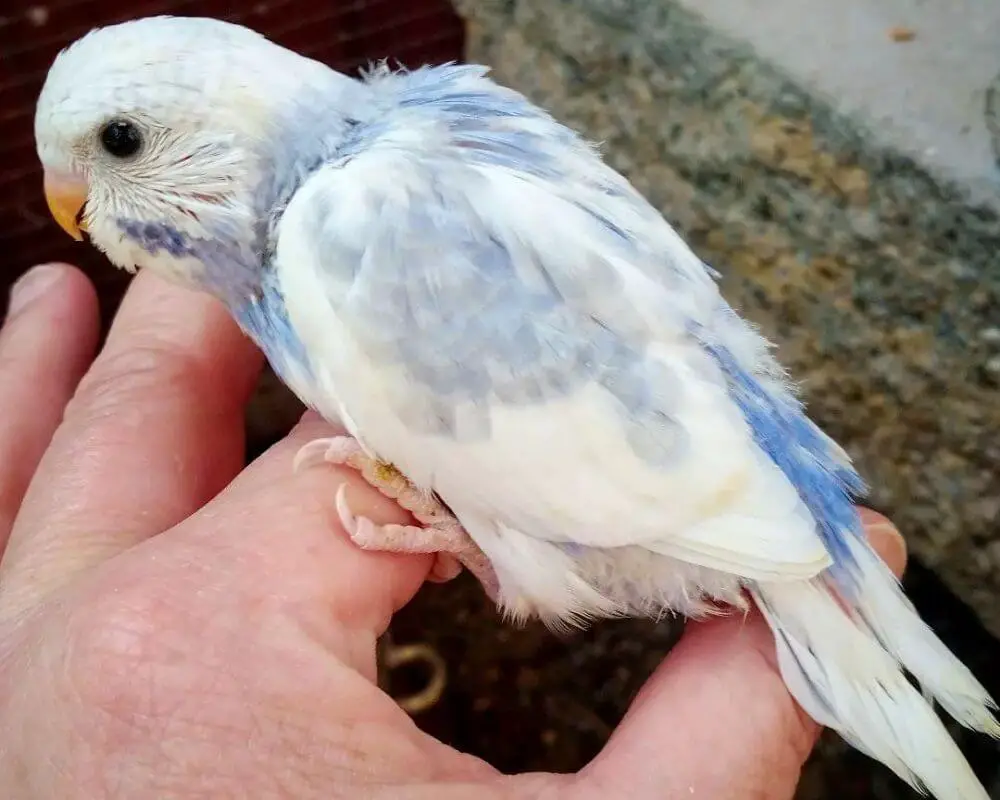 Rainbow Budgie Baby