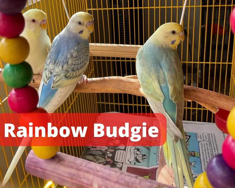 What’s a rainbow Budgie ?