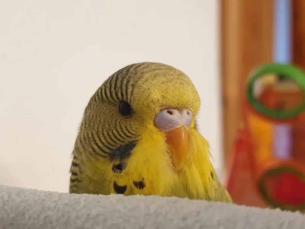 Young Budgie
