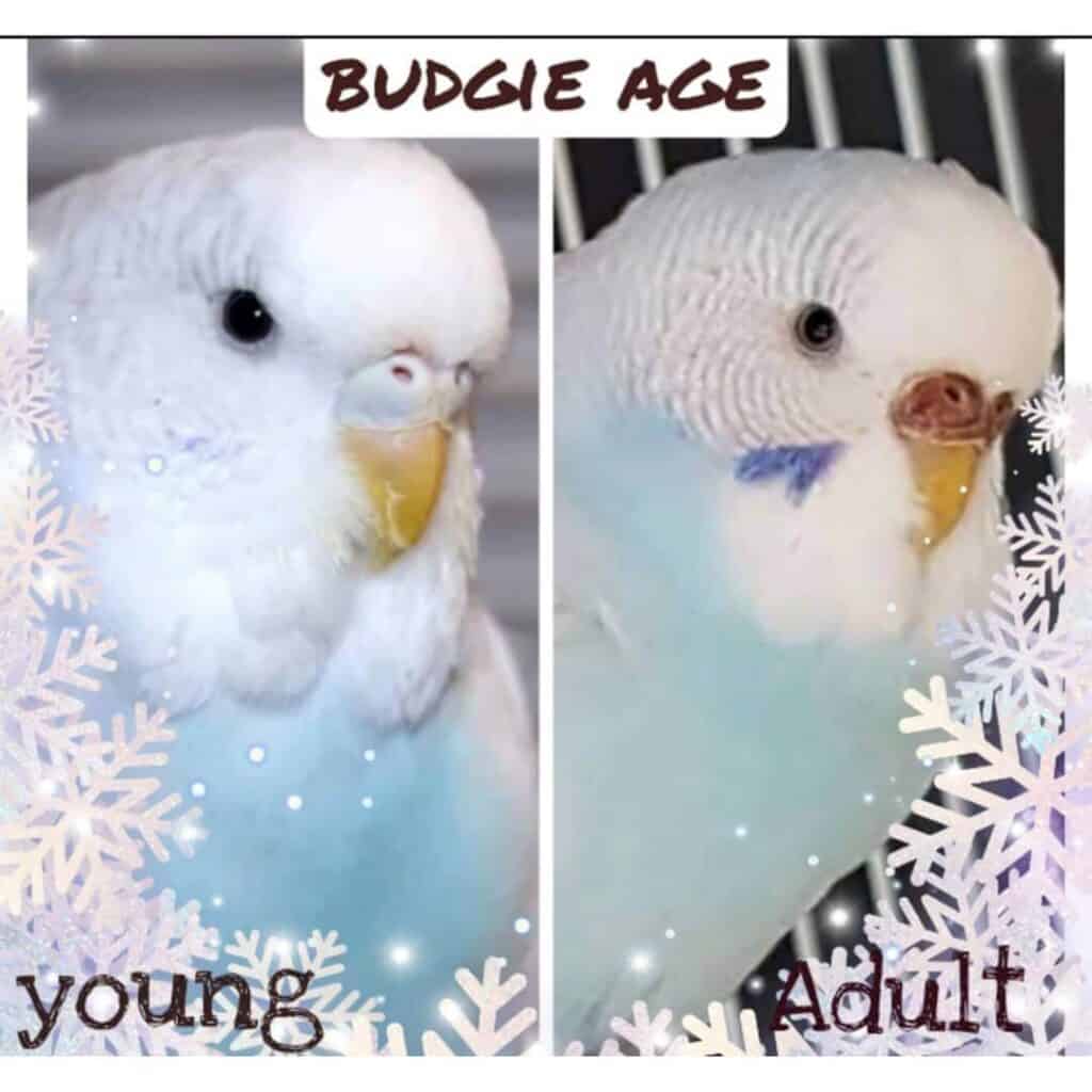 Budgie Age