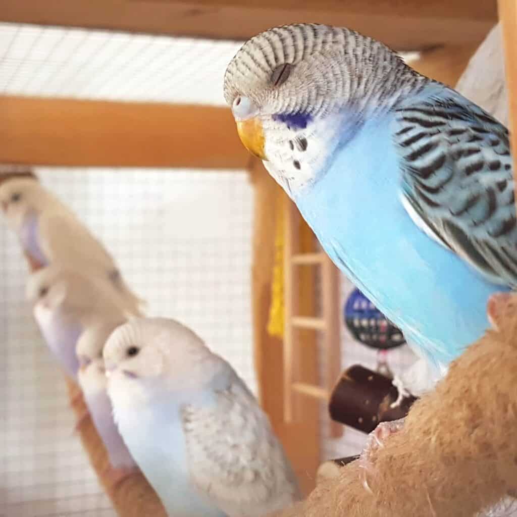 Younger Budgie Panting