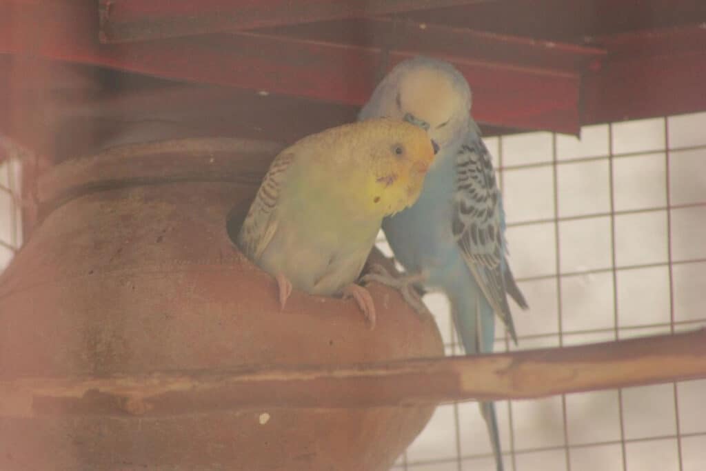 Budgie's Egg-Laying Signs