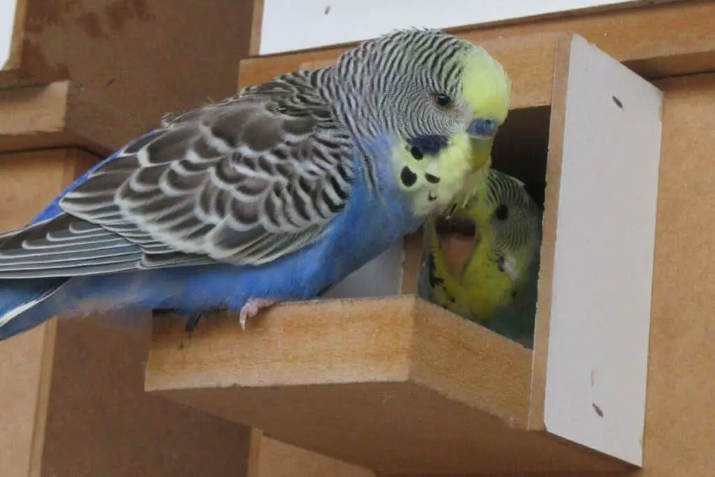 Budgie's Egg-Laying Signs