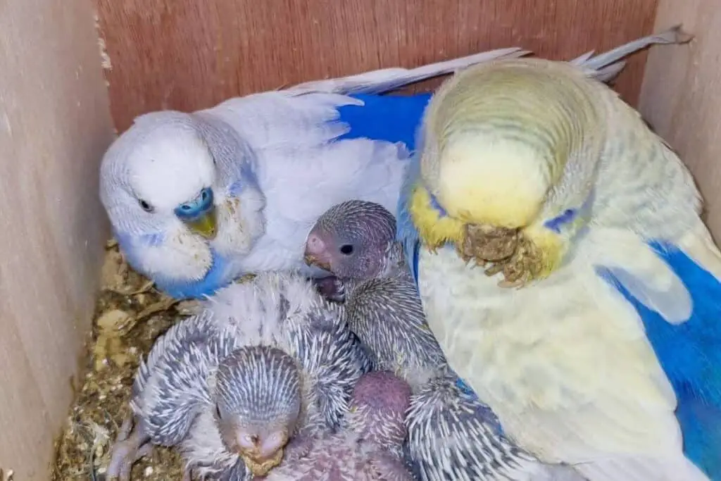 Budgie's Egg-Laying Signs