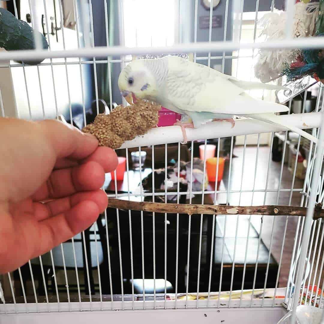 training your Budgie Treats