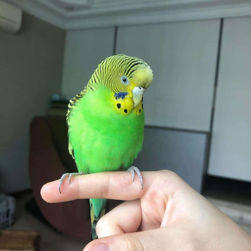 training your Budgie